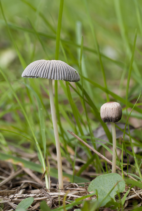 Parasola leiocephala